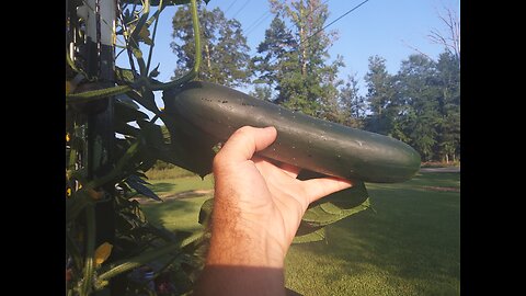 Cucumbers Still Producing In Southern Mississippi 9/4/25