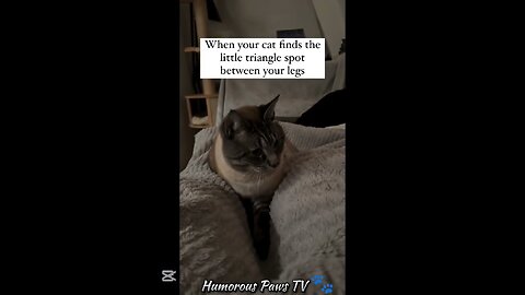 Who Needs TV? These Animals Are Hilarious!