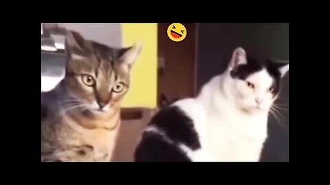 Funny Dogs And Cats Videos 2024 😅- Best Funnies Animal Video Part36