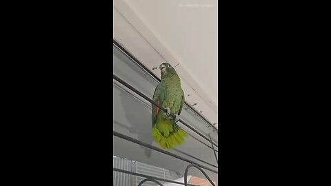 Animal