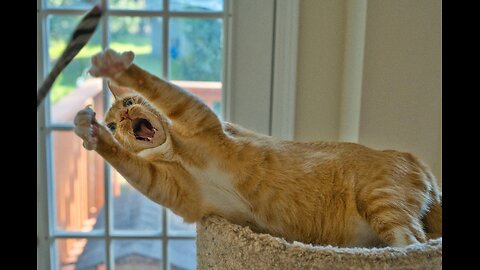 Feline Fun Moments