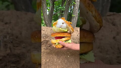 Bunny Burger Cute Pet Debut Plan Rabbit Cute Pet