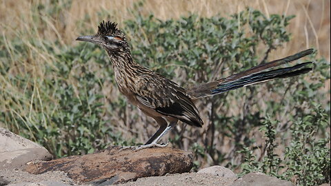 Young Roadrunner