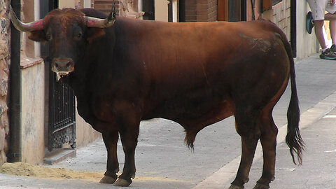 2025 05 17-24 LA VALL D'UIXÓ SANT ANTONI ABAD