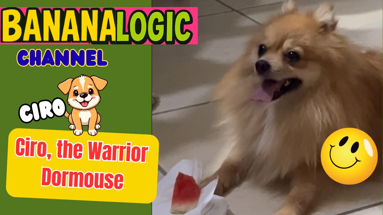 Ciro, the Warrior Dormouse