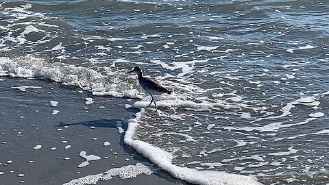 Bird searching for food at the beach
