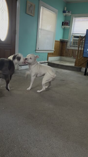 Mocha & Potato two goofballs playing around.