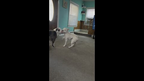 Mocha & Potato two goofballs playing around.