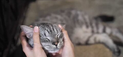Should cats be treated humanely