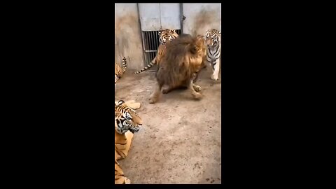 one lion in big battle with tigers