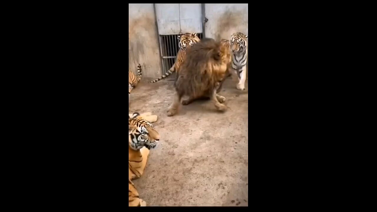 one lion in big battle with tigers