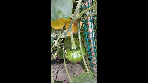 pumpkin 😍 in our backyard garden