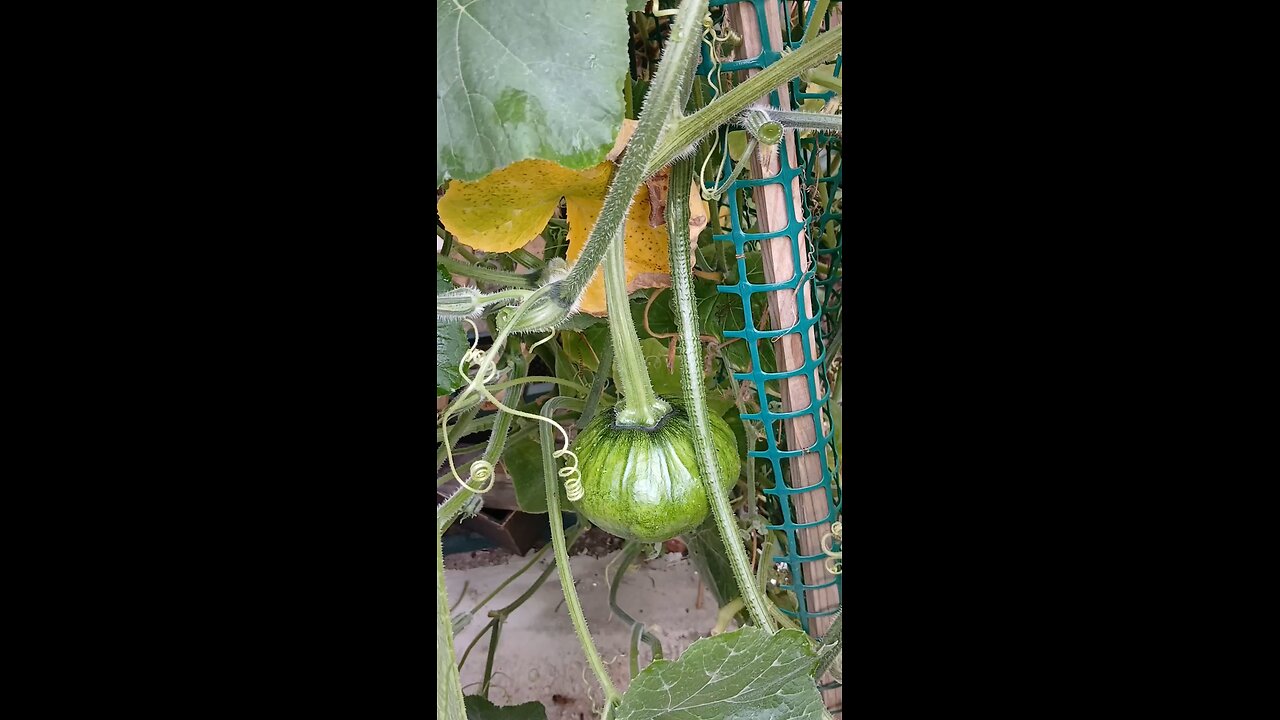 pumpkin 😍 in our backyard garden
