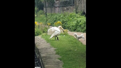Little White Dog with a Big Heart VS Majestic White Swan