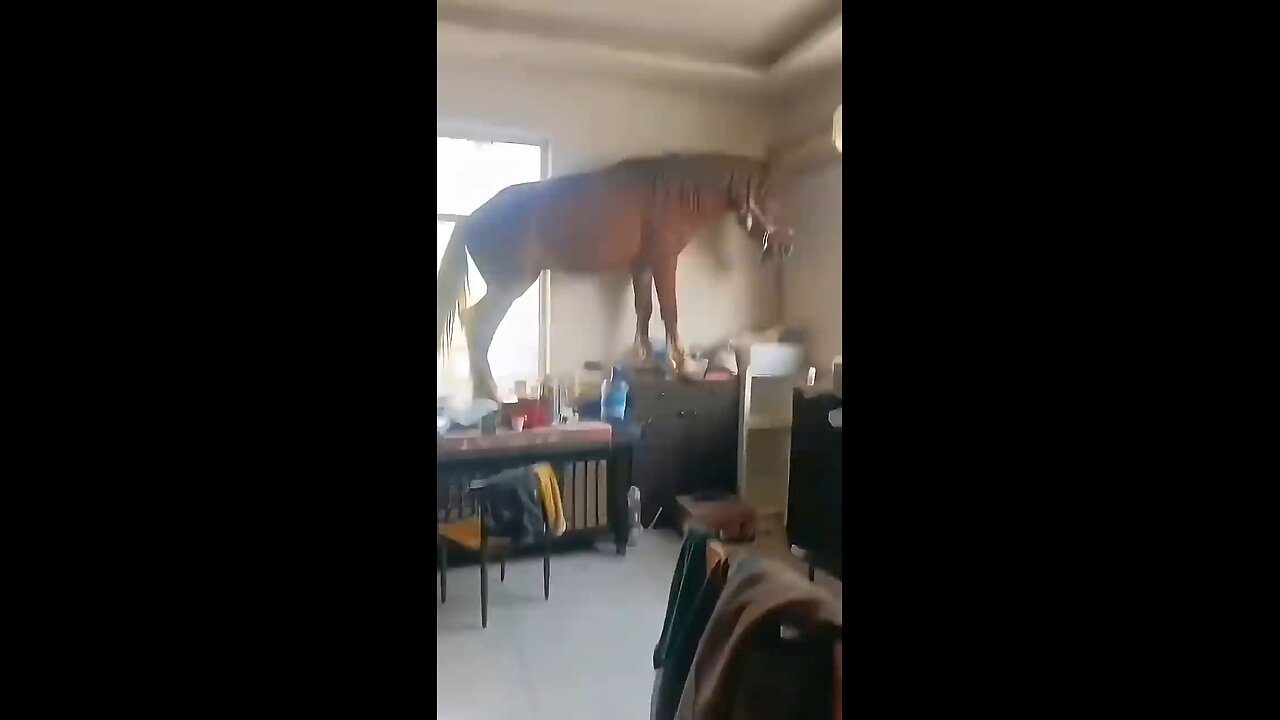 Funny Horse Videos Compilation | Try Not to Laugh