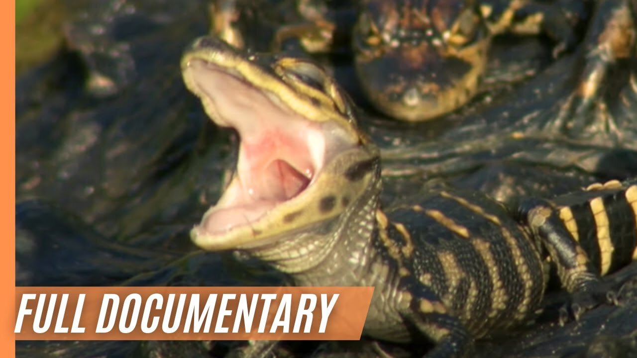 Spectacular wildlife in the forests around the globe (2/3 )