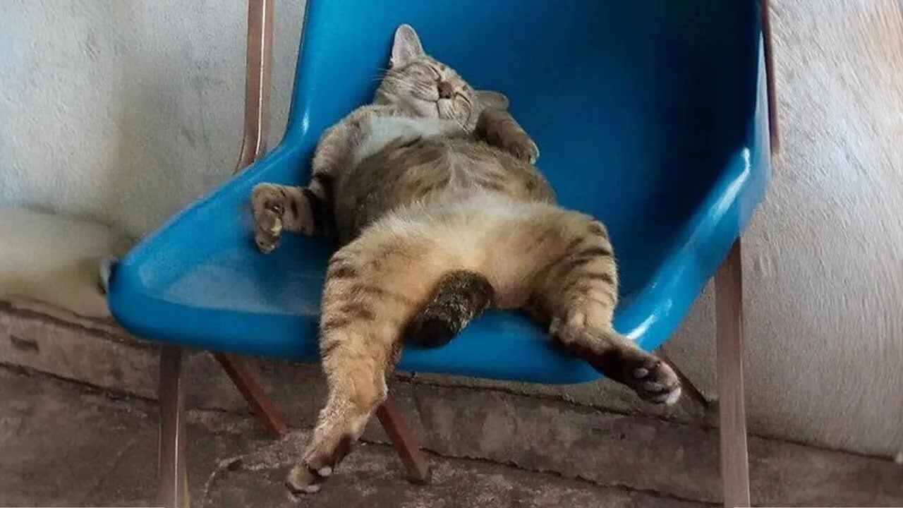 When you have a LAZY Cat 🐱