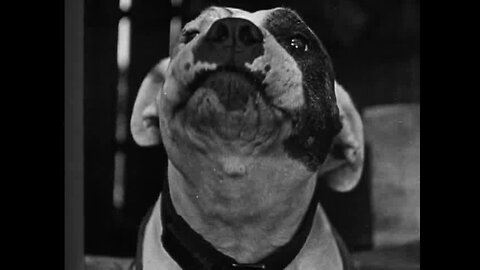 Little Rascals Debut Highlights ~ Dog Heaven (1927) Rare Vintage Short Film