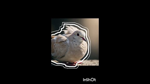 enjoy dove 🕊️🕊️😀😀#reels