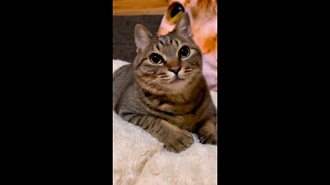 #viral #cute #kitty #nice #sing #song #animation