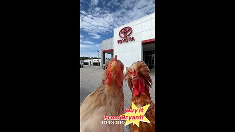 Don’t Be Chicken!