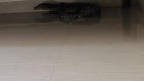 😱 New fear unlocked - Found this Lil dude chilling under the bed | FunFM