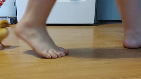 Duckling chasing feet