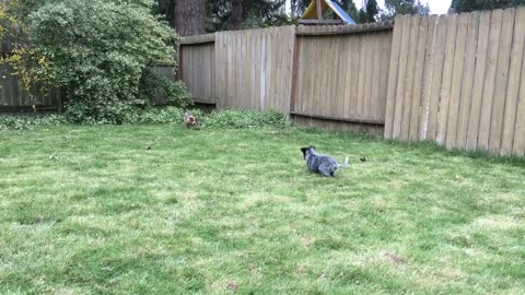 pup combat 13