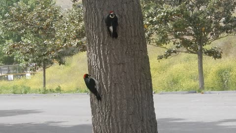 Acorn Woodpeckers