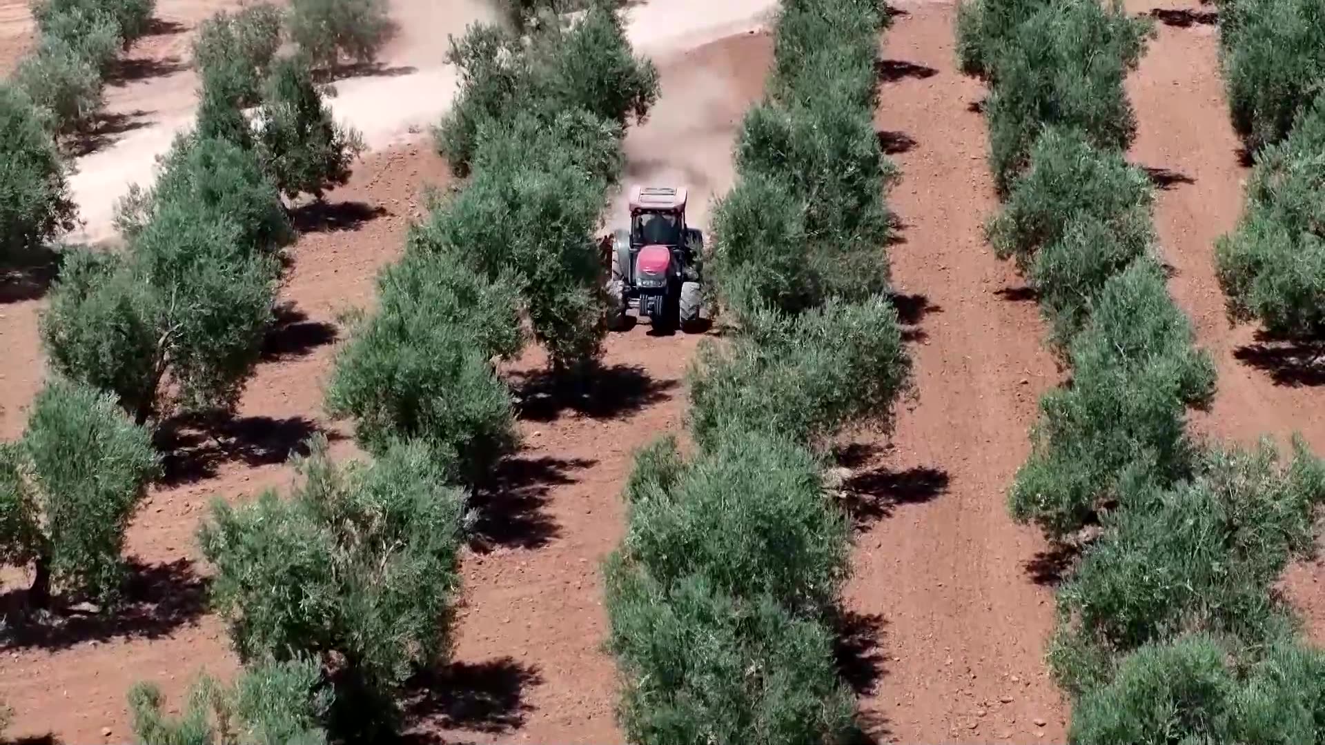 How Spanish olive exporters survived Trump tariffs since 2017