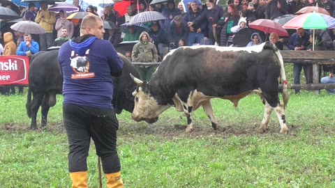 Džek od Mahmutovića vs Mrkonja od Tabakovića Banovići 2025