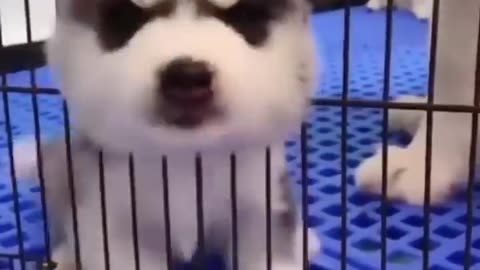 Funny husky