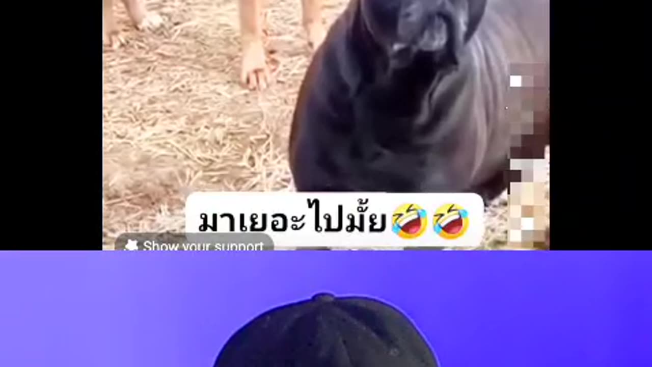 Trynottolaugh challange ,