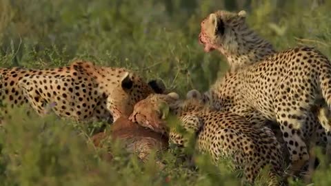 animals