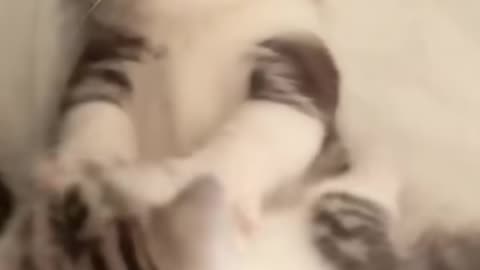 Cat funny video