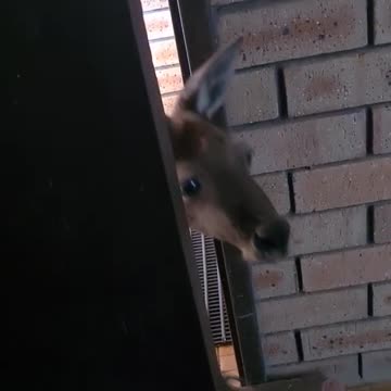 Kangaroo diaries only in Australia 🇦🇺