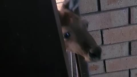 Kangaroo diaries only in Australia 🇦🇺