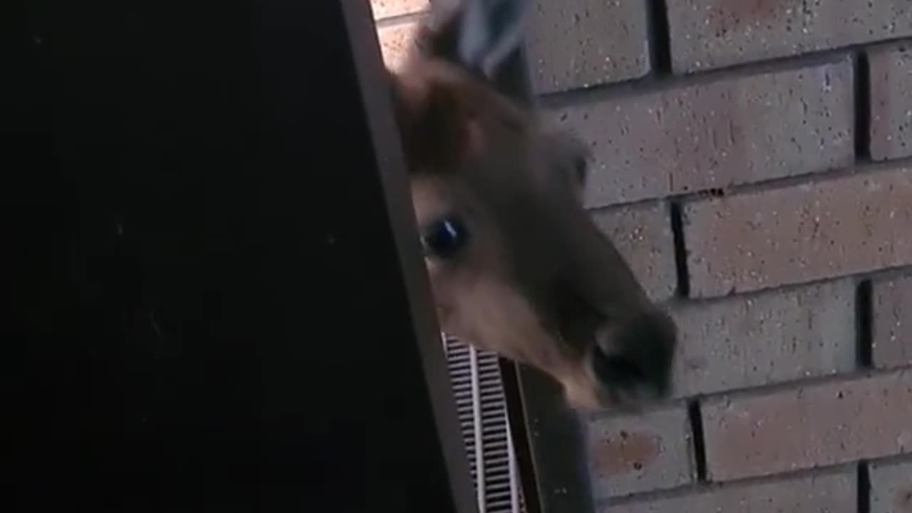 Kangaroo diaries only in Australia 🇦🇺