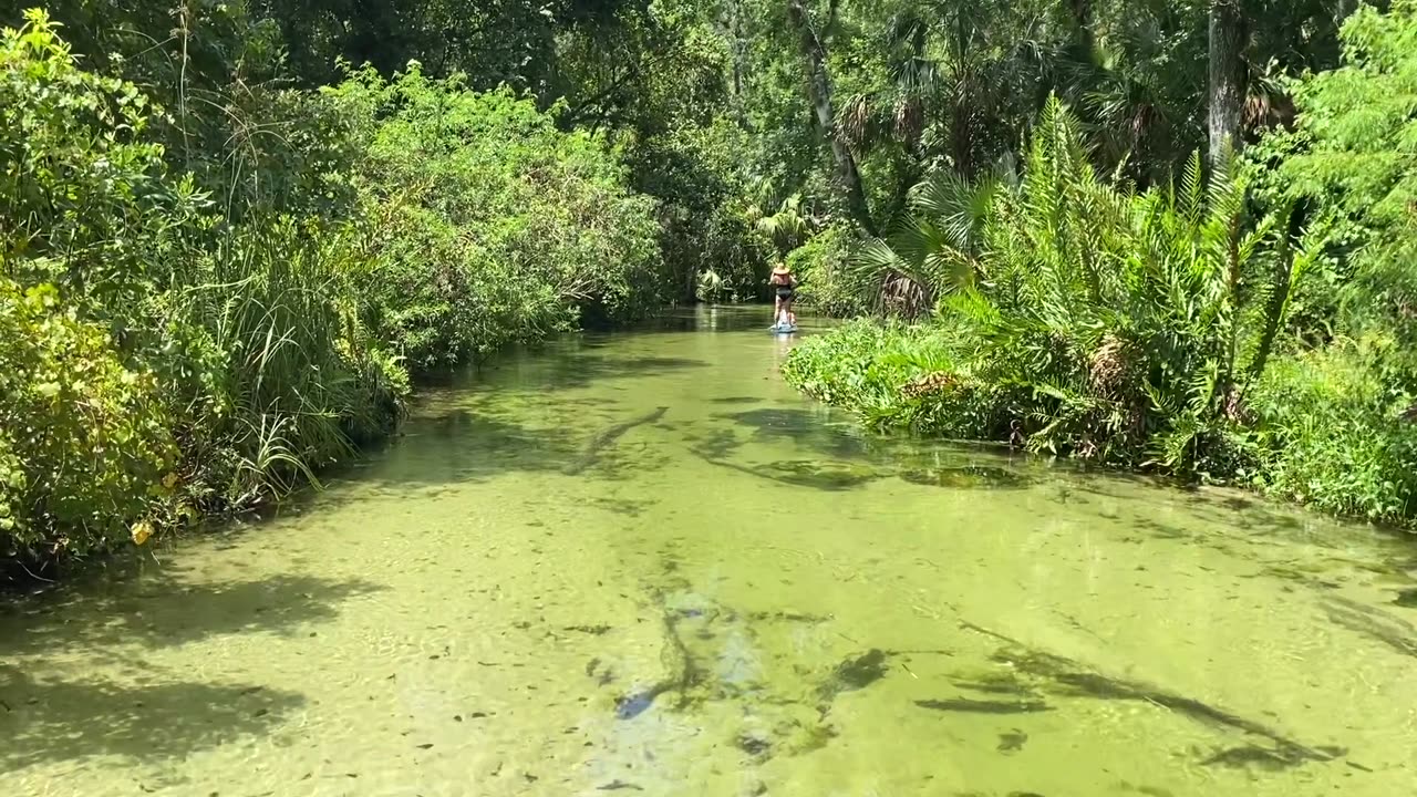 📍Paddling Through Crystal Waters – Wekiva River, Florida