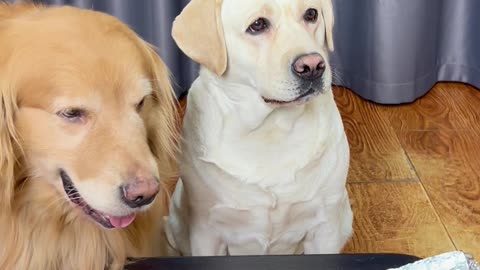 狗狗：白开心了！ Dog: I'm happy for nothing!