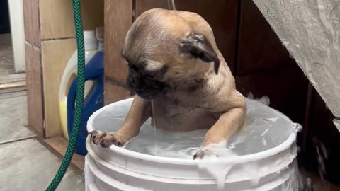 Pug Takes A Hose Bath In A Bucket