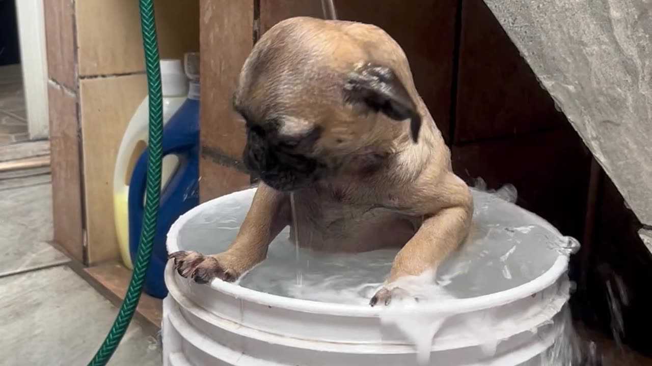 Pug Takes A Hose Bath In A Bucket