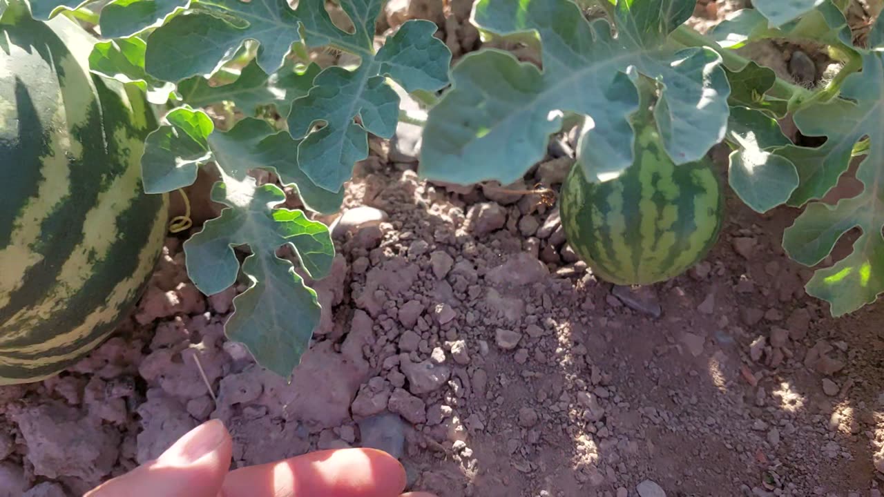 Birth of watermelon