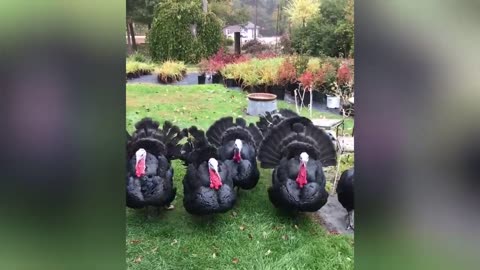 Funny Farm 3