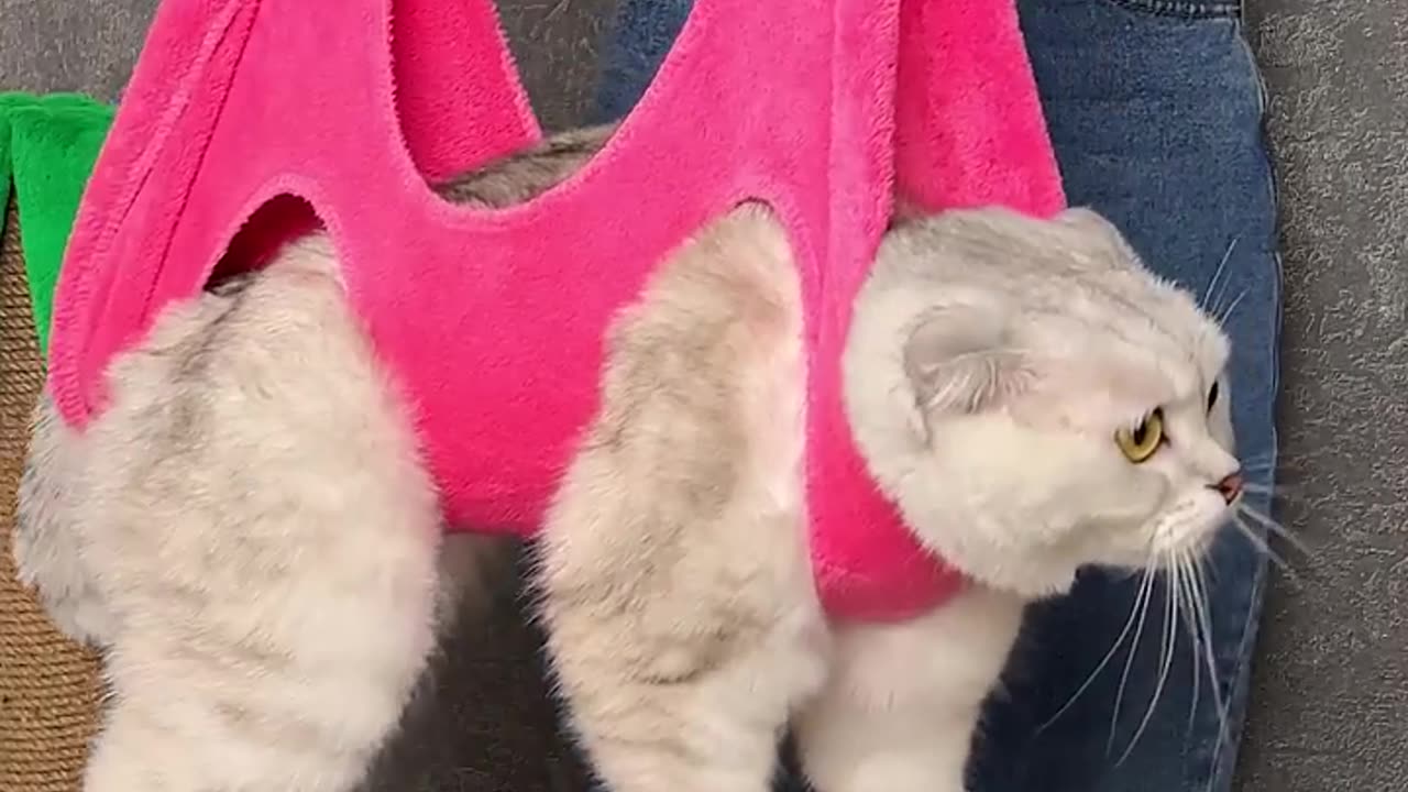 How to trim your cat`s claws 💅