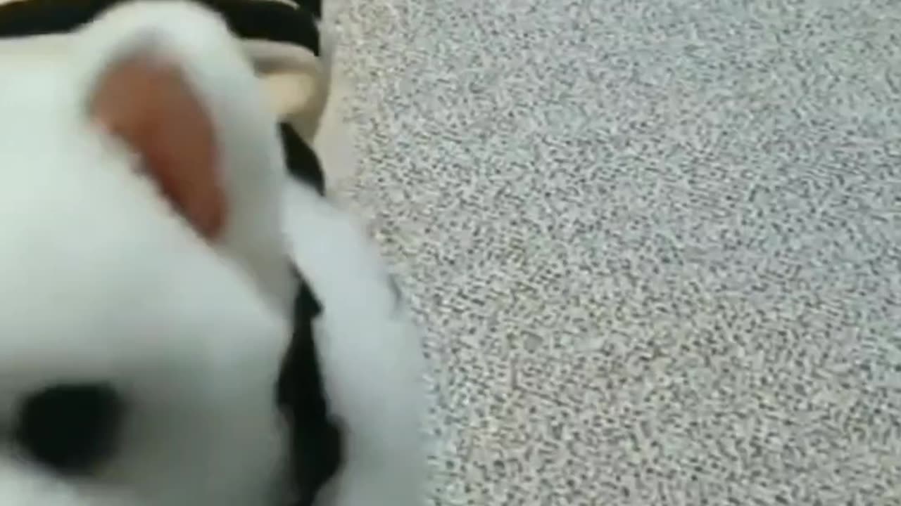 Best Pet Videos | Laugh, Smile & Enjoy 😻🐾