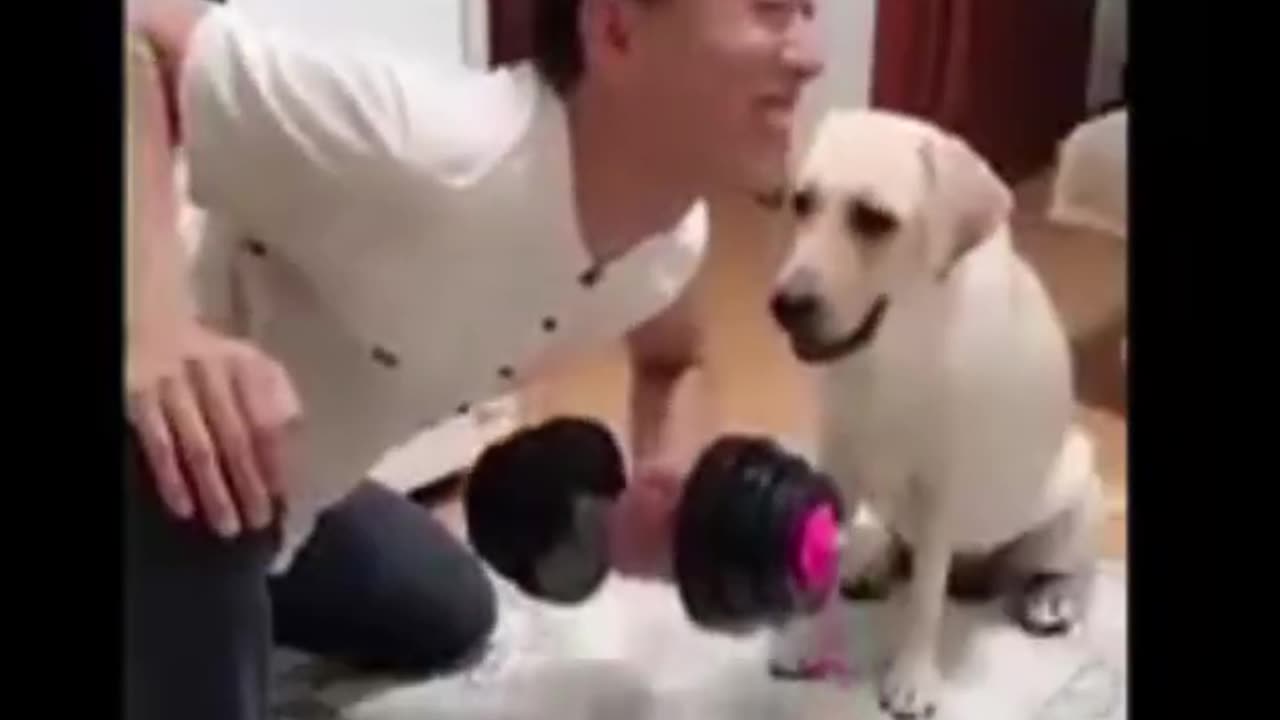 Cat and dog Funny Video