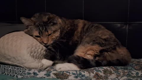 Adorable Cat Blissfully Snoozes on a Plush Pillow — Pure Cozy Vibes
