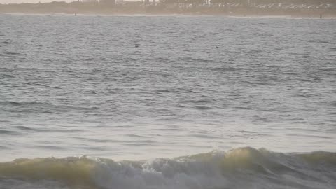 Porpoise near Surfer's Point.