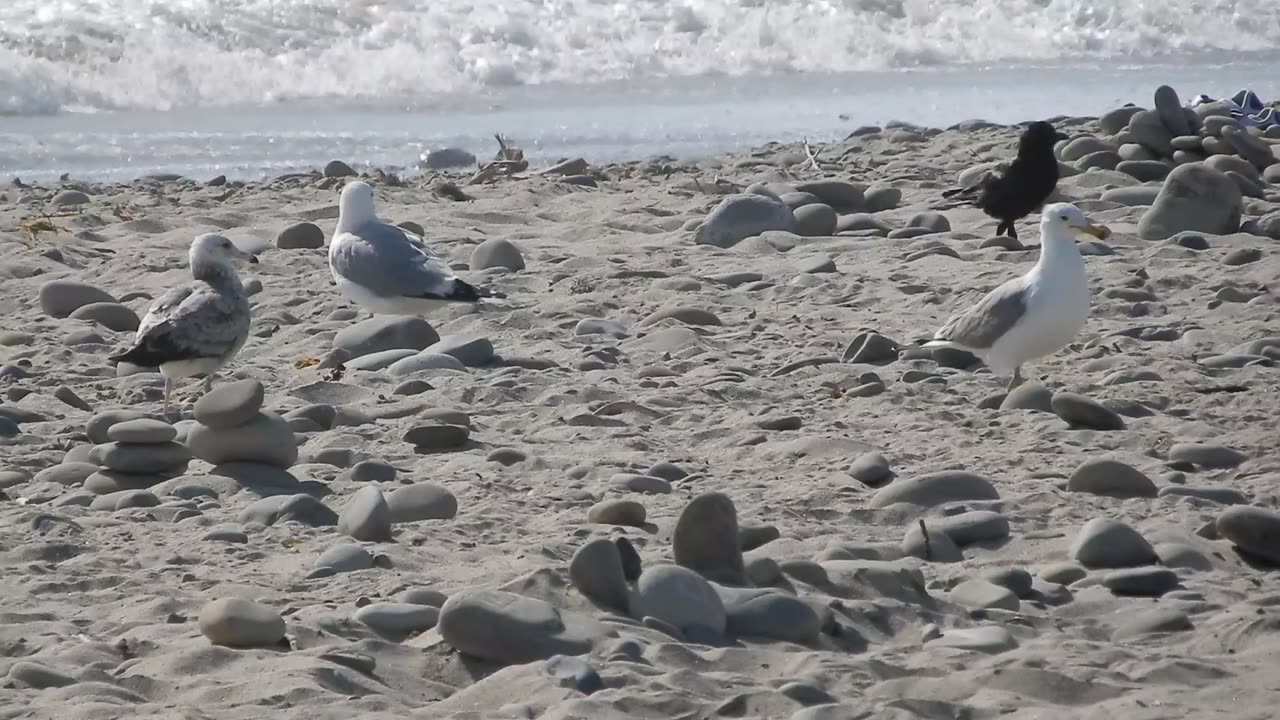Birds eat In-N-Out Burger